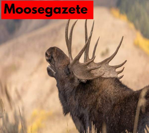 What Is a MooseGazete?