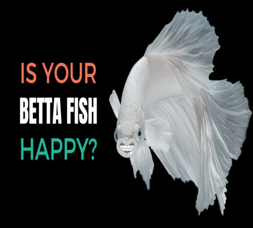 How To Keep A Betta Fish Happy In 2022