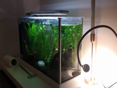 light on betta fish tank